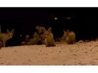 Antalya’da aç kalan tilki yavrularını kraker ve bisküviyle beslediler