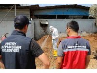 Hatay’da Akdeniz meyve sineğiyle mücadele sürüyor
