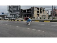 Yolcu dolu minibüsü durdurarak akan trafikte çaresizce bekleyen yavru kediyi kurtardı