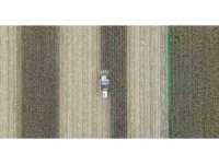 Adana’da mısır hasadı başladı