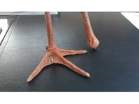 Yangından kaçan yaralı leylek koruma altına alındı