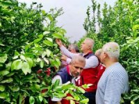 Hatay’da narenciye bahçeleri zararlı organizmalara karşı incelendi