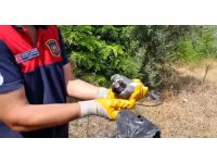 Ayağına poşet dolanan kuşu itfaiye kurtardı