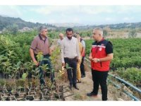 İl Tarım Müdürü Türkmen, fidan üretim sahalarını inceledi