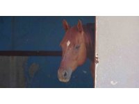 Attan beklenmedik hareket: Babasının kucağındaki çocuğu ısırarak alıp havaya fırlattı