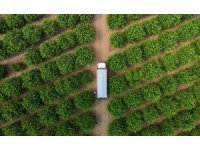 Limonda fiyatı düşürecek hasat başladı