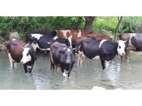 Sıcaklar bunalttı, hayvanlar suya girerek serinledi