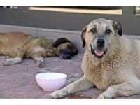 Antalya’nın denizi bile yanıyor:  Termometreler 45, deniz suyu 32 derece