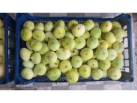 Altından bal damlayan incir üreticisinin yüzü güldü