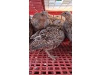 Kene ile mücadele için doğaya 200 çil keklik salındı