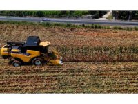 Çukurova’da mısır hasadı başladı: 1,5  milyon ton mısır rekolte bekleniyor