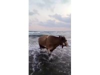 Kavurucu sıcaktan bunalan inek soluğu denizde aldı