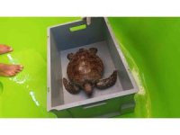 Üzerine file ve çuval dolanıp lenfleri zarar gören Yeşil Deniz Kaplumbağası kurtarıldı