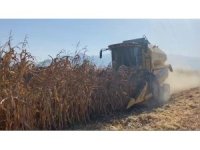 Osmaniye’de kuraklık, mısırda verimi düşürdü