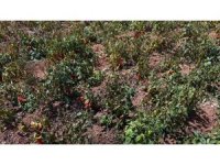 Aşırı sıcaklar tarladaki biberi yaktı