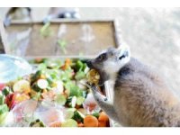 Doğa Parktaki hayvanlar dondurulmuş gıdalarla serinletiliyor