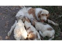 Çukura düşen köpeği itfaiye ekipleri kurtardı