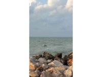 Karataş’ta yunuslar görüntülendi