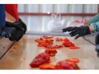 Kahramanmaraş’ta salça telaşı başladı: Tarladan pazara, pazardan sofralara uzanan yolculuk