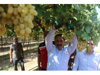 85 bin ton rekoltenin beklendiği üzümde bağ bozumu başladı