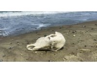 Denizden telef olmuş angus çıktı