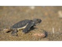 Akdeniz’in simgesi yavru carettaların çıkışı tüm hızıyla sürüyor