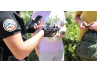 Antalya’da yunus timleri son 2 haftada 158 şüpheliyi yakaladı