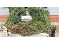 Bahçesinde kenevir yetiştiren şüpheli 45 kilo esrarla yakalandı