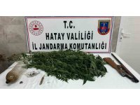 Payas’ta evinin bahçesinde hint keneviri yetiştiren şahıs yakayı ele verdi