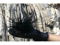 Akdeniz’de bir dönem korku salmıştı, zehirli istilacı tür yok olmaya başladı