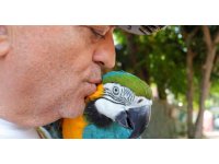 Turgut Özal’ın kaybolan papağanı 3 gün sonra bulundu