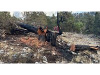 Ağaca düşen yıldırım yangına neden oldu