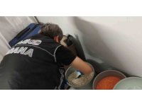 Torbacının bonzai zulası ’fasulye’ dolu kova çıktı: 6 tutuklama