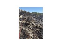 Mersin Silifke’de yangın ormanı sarmadan söndürüldü