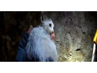 20 metrelik kuyuya düşen yavru kedi kurtarıldı