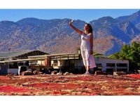 Antalya’da buğday tarlalarında halı hasatı başladı