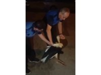 Reyhanlı’da bitkin halde bulunan leylek, zabıta ekiplerince koruma altına alındı