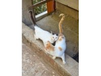 Tarım Müdürlüğünden mikroçip zorunluluğu uyarısı