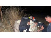 Kuyuya düşen kedi itfaiye tarafından kurtarıldı