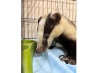 Antalya’da bir evin bahçesinde bulunan porsuk tedavi altına alındı