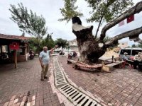 Dev cüsseli 500 yıllık çınar ağacı yıllara meydan okuyor