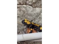 Zorkun Yayla’sının renkli misafiri Türk semenderi