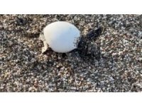 Yavru carettalar yumurtalardan çıkıp denizle buluştu