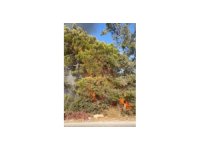 Mersin Erdemli’de orman yangını büyümeden söndürüldü