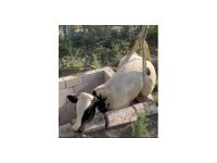 Tuvalet kuyusuna düşen boğa itfaiye ekipleri tarafından kurtarıldı