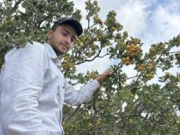 Şifa deposu alıçta hasat başladı: Kilogram fiyatı 200 TL’den alıcı buluyor