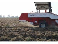 Yer fıstığında hasat: Üreticinin yüzü güldü, kuşlar da şölene katıldı