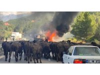 Büyükbaş hayvan yüklü tır alev alev yandı