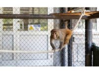 Şiddet mağduru maymun Mersin’de koruma altına alındı