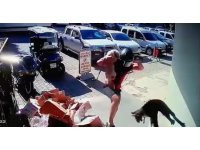 Köpeğiyle kavga eden kediyi tekmeyle metrelerce havaya fırlattı